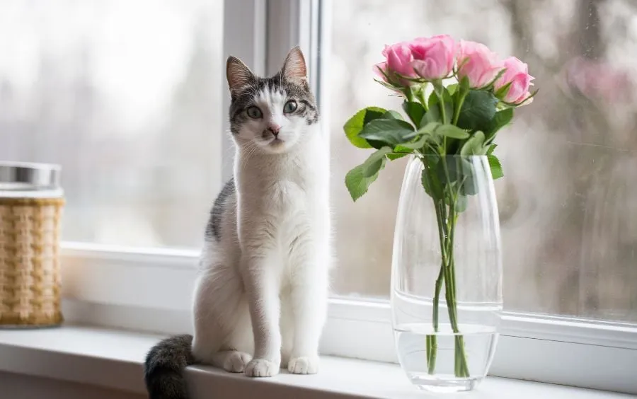 Nhóm mèo tên Rose thường có vẻ ngoài quyến rũ và kiêu kì