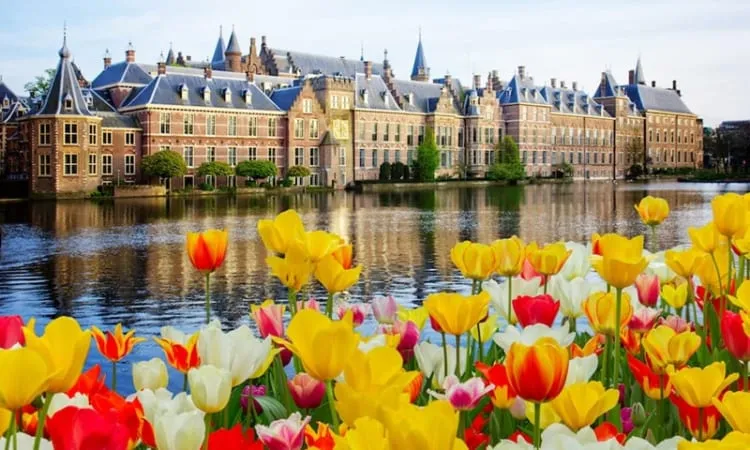 Cánh đồng hoa tulip rực rỡ sắc màu ở Hà Lan, phong cảnh tuyệt đẹp để vẽ tranh