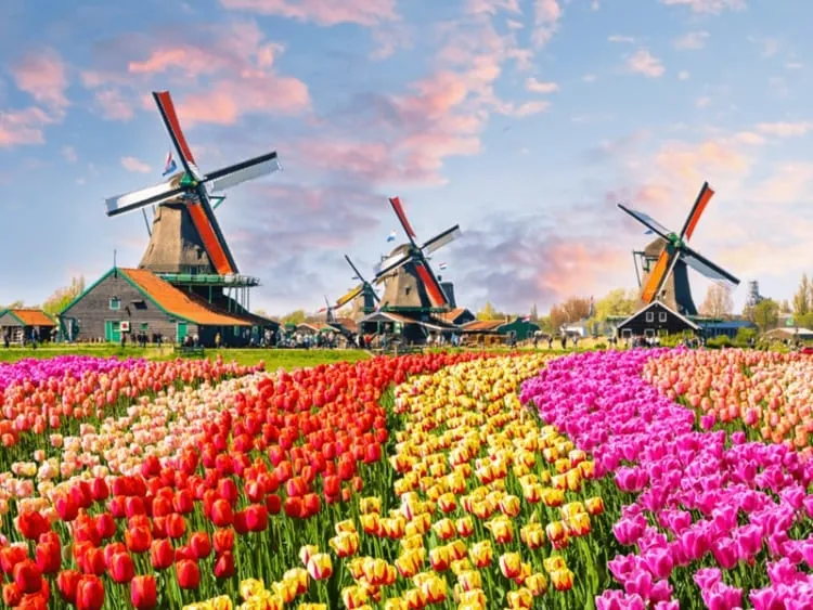Những bông hoa tulip nhiều màu sắc nở rộ, cận cảnh cho người muốn vẽ chi tiết tranh hoa tulip