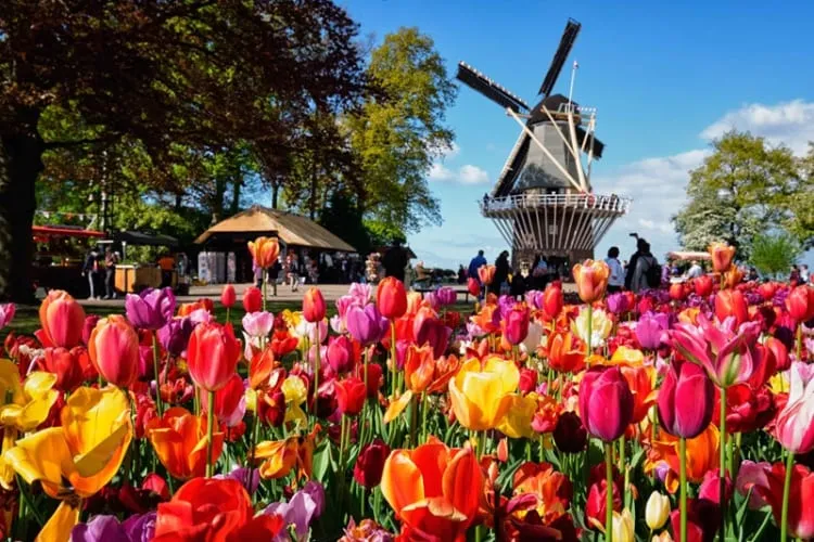 Lối đi giữa vườn hoa tulip rực rỡ tại Công viên Keukenhof, cảnh sắc lý tưởng cho tranh vẽ