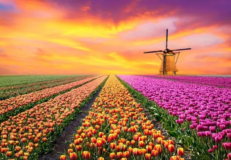 Cánh đồng tulip Noordoostpolder rộng lớn với các luống hoa màu sắc tạo thành bức tranh phong cảnh