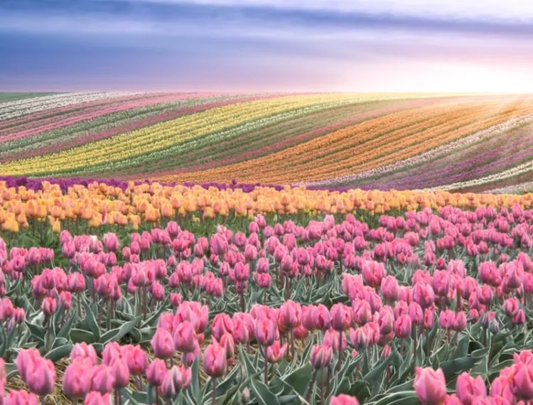 Cảnh cánh đồng hoa tulip lãng mạn bên kênh nước, một góc nhìn đẹp cho tranh vẽ phong cảnh Hà Lan