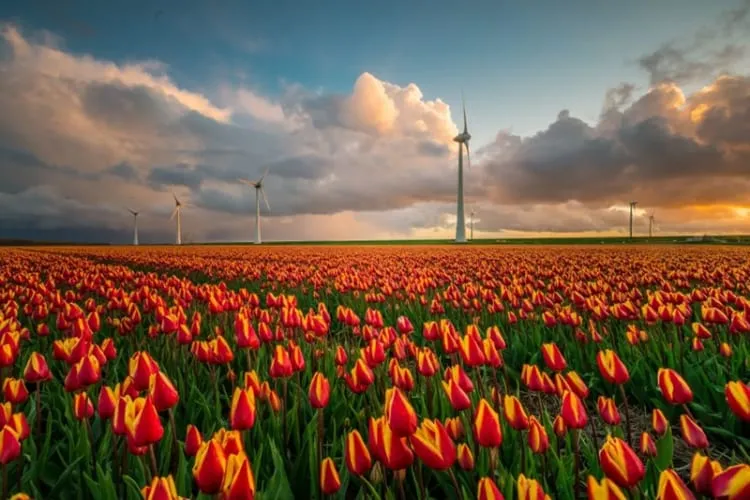 Toàn cảnh cánh đồng hoa tulip khổng lồ ở Flevoland, nguồn cảm hứng vô tận cho tranh vẽ phong cảnh
