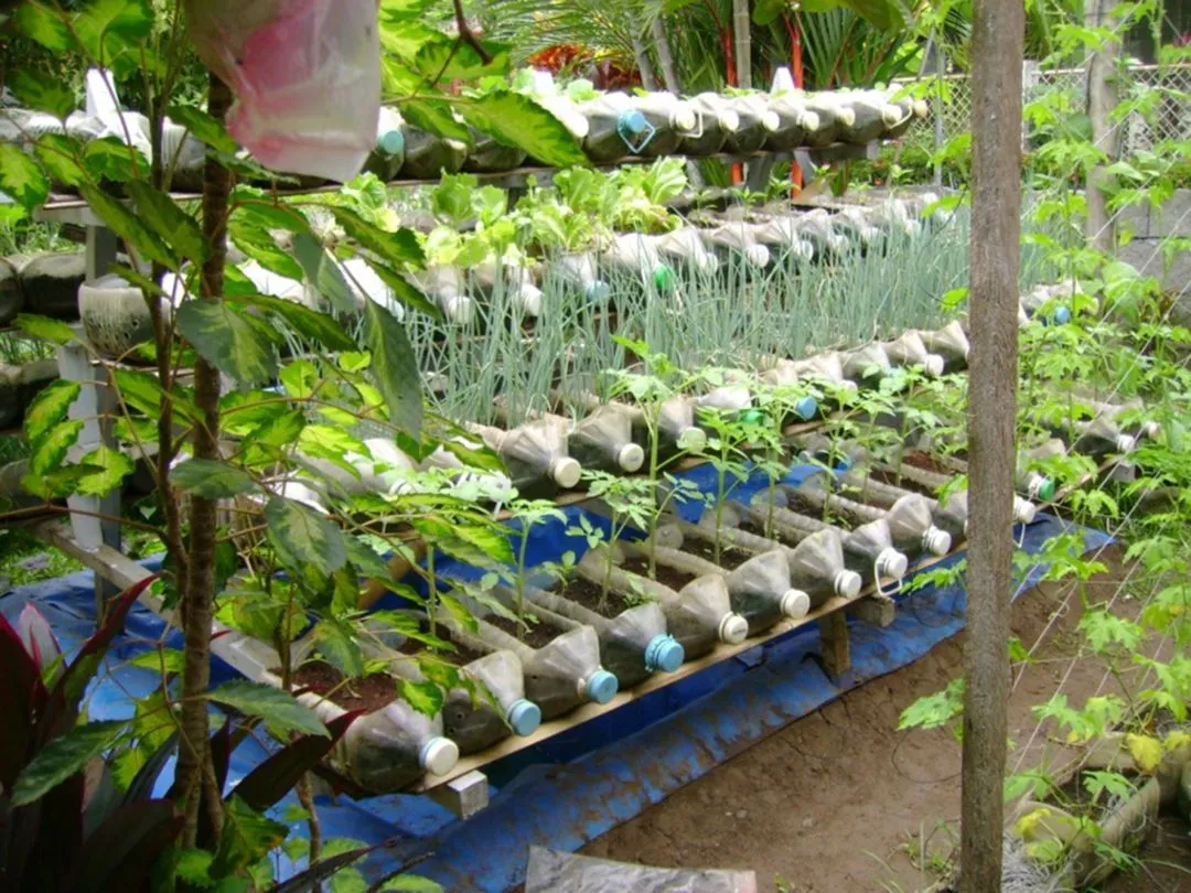 Tái chế những chai nước 5 lít thành khu vườn sạch và an toàn.