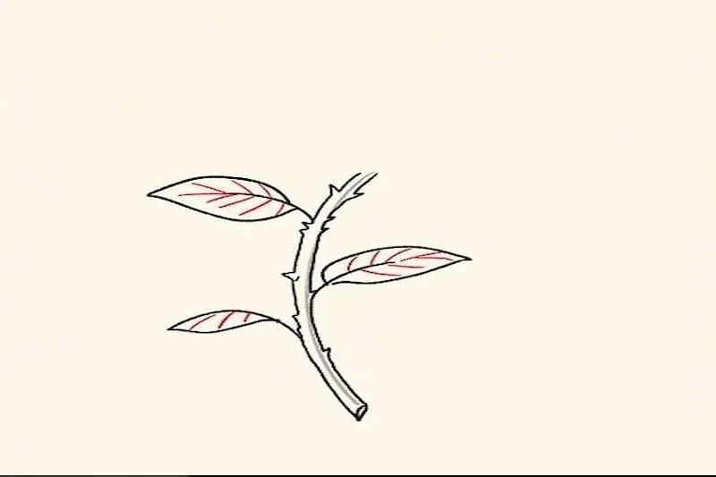 Bước 3: Vẽ thêm đường gai tương tự ở phía bên phải cành hoa