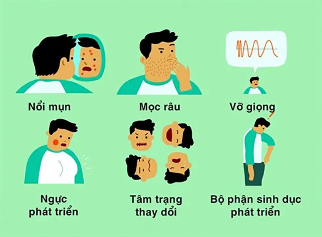 Biểu đồ minh họa các giai đoạn và thay đổi ở con trai tuổi dậy thì