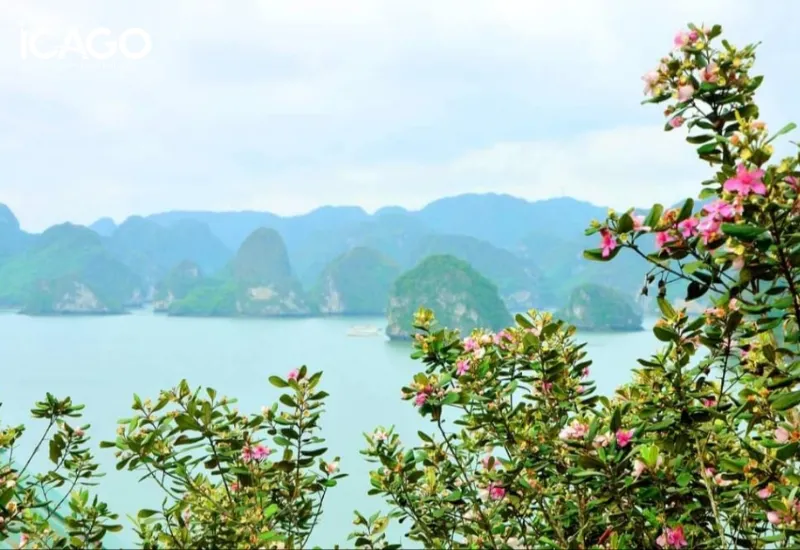 Hoa sim nở rộ trên đảo Soi Sim, thêm màu sắc lãng mạn cho tranh vẽ Vịnh Hạ Long