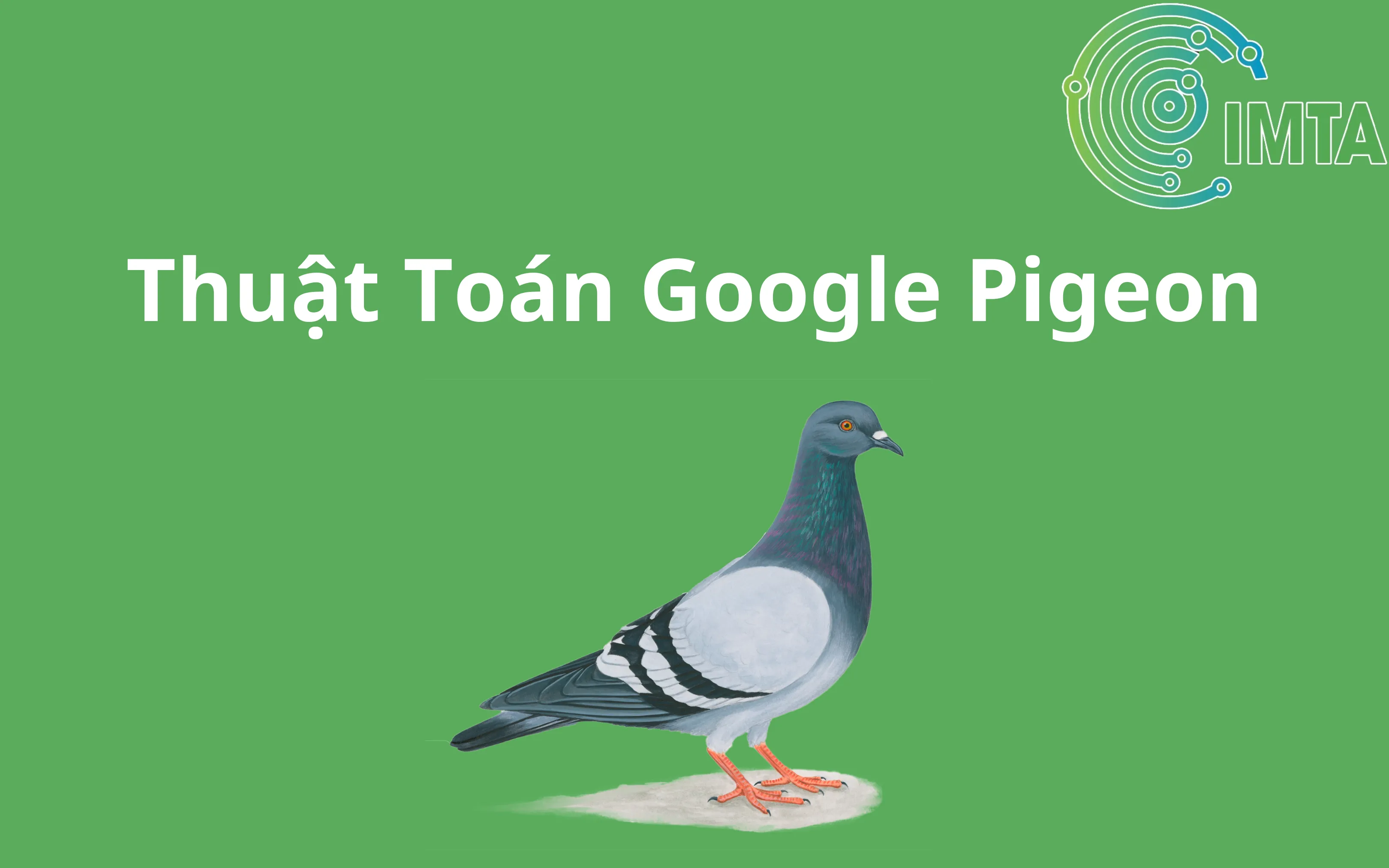 Biểu tượng thuật toán Google Pigeon cải thiện tìm kiếm địa phương